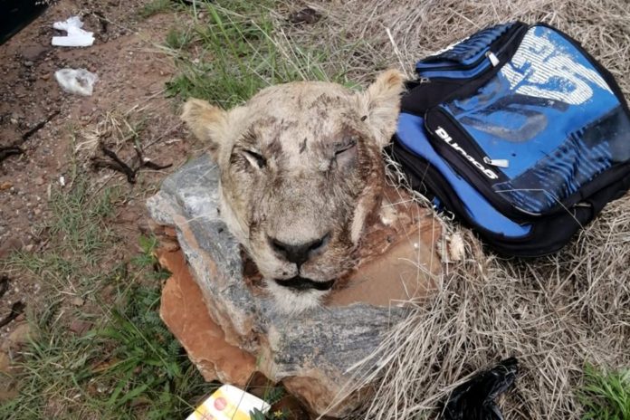 lion smugglers arrested 1