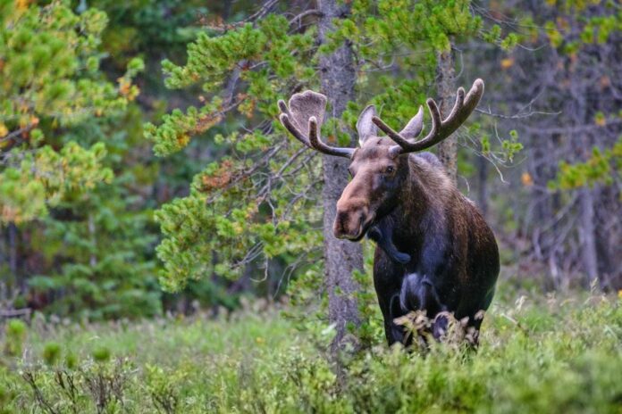 colorado moose attack 294