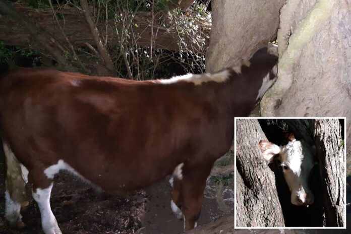 cow tree rescue comp