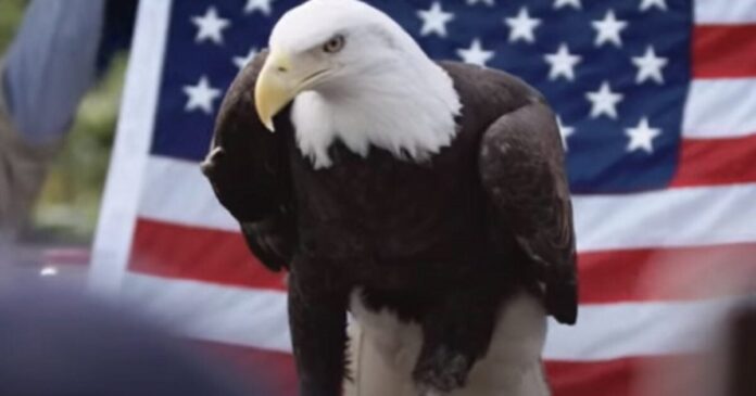 American Bald Eagle 1200x630